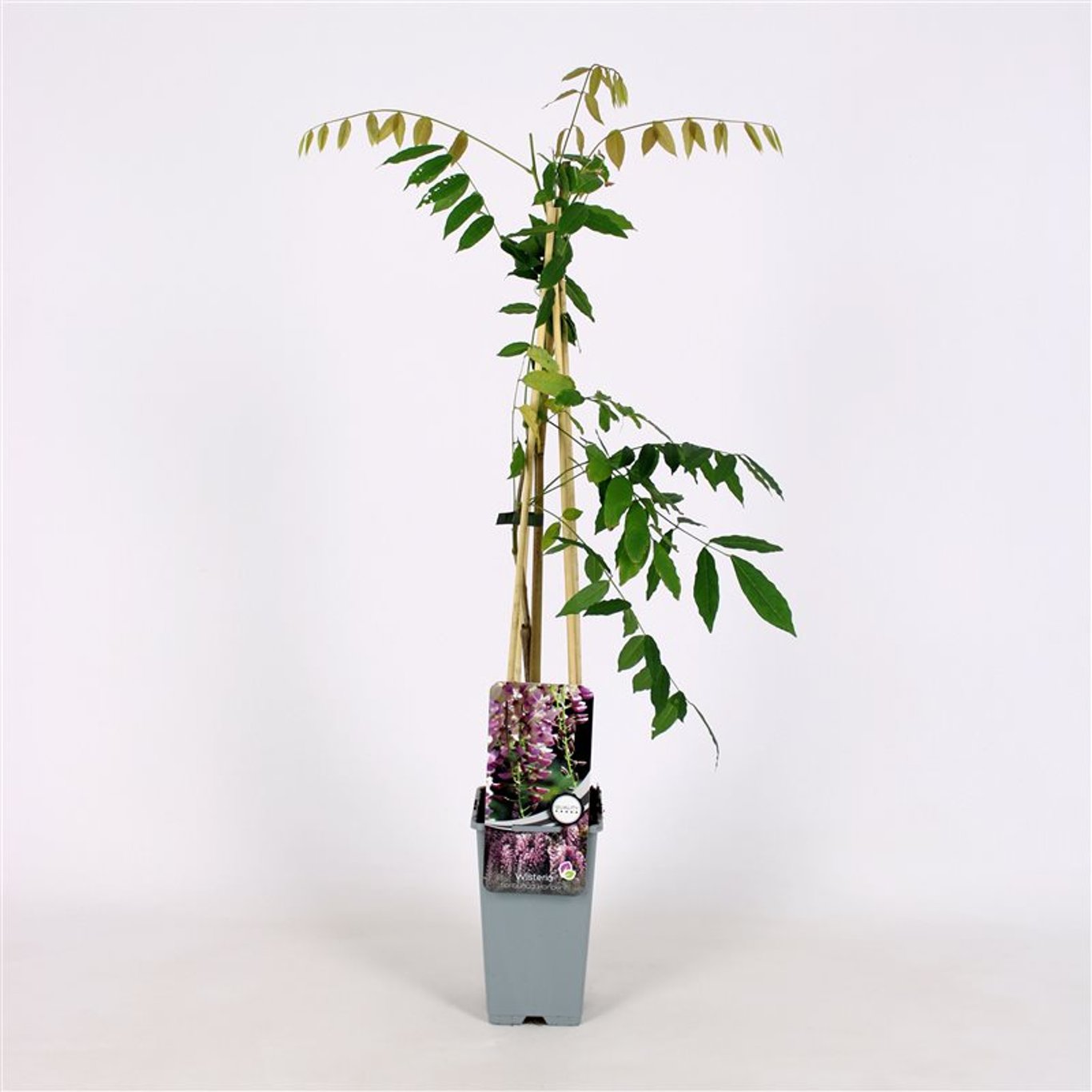 Wisteria flor. 'Honbeni' - C2 70/+ CM